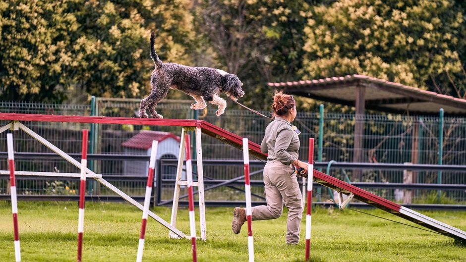 5 Dog Training Exercises That Transform Any Dog Into Your Dream Companion