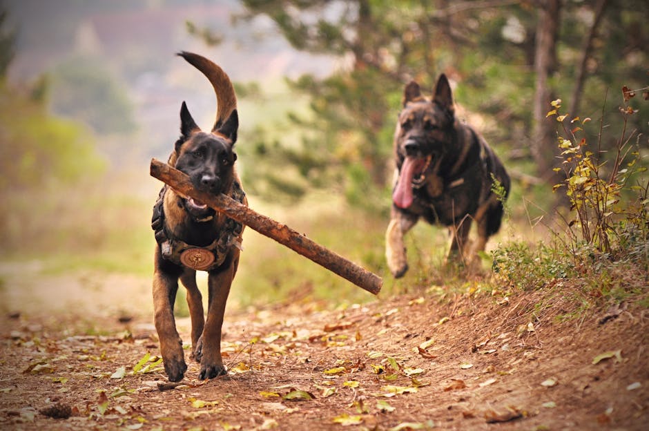 7 Essential Dog Training Tips That Transform Problem Pups Into Perfect Pets