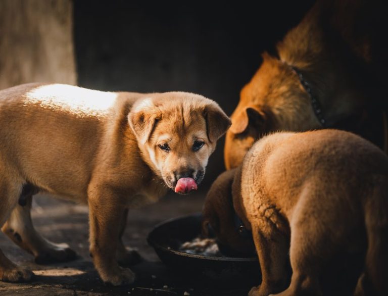 Best Puppy Food for Cane Corsos: Stop Fast Growth From Wrecking Joints