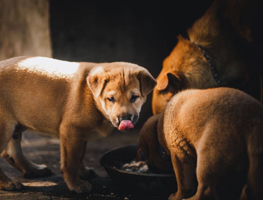 Best Puppy Food for Cane Corsos: Stop Fast Growth From Wrecking Joints
