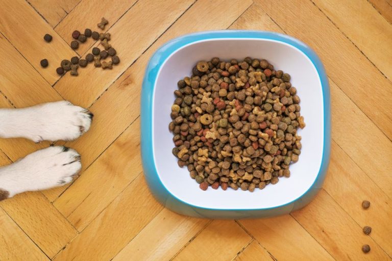 Best Puppy Food for Sensitive Stomach and Diarrhea (Plus the Stress Link)