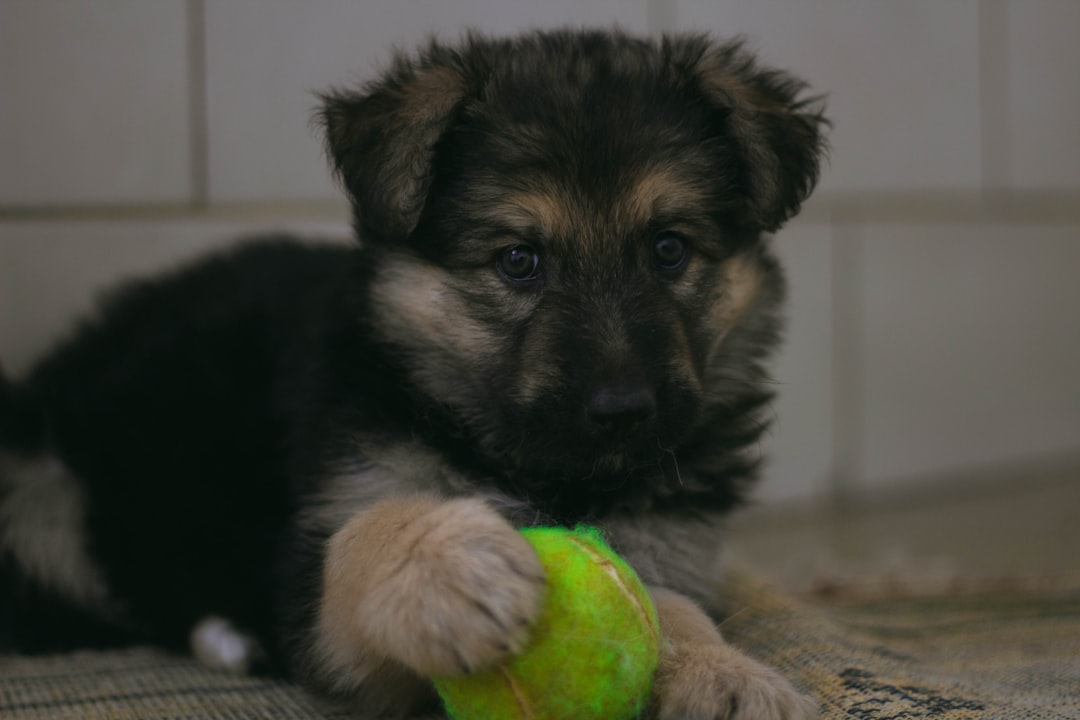 Build Your Complete Puppy Training System: PDFs, Videos & Proven Methods