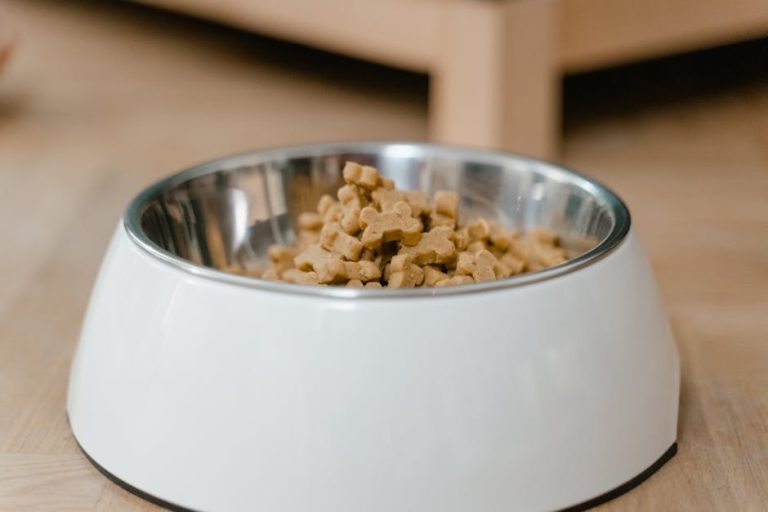 Complete Guide to Dog Nutrition: Recipes, Calculators & Special Diets