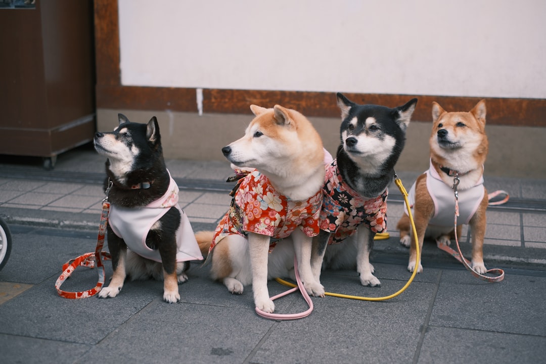 Dog Behavior Training Certification: Your Complete Guide to Rescue Dog Success