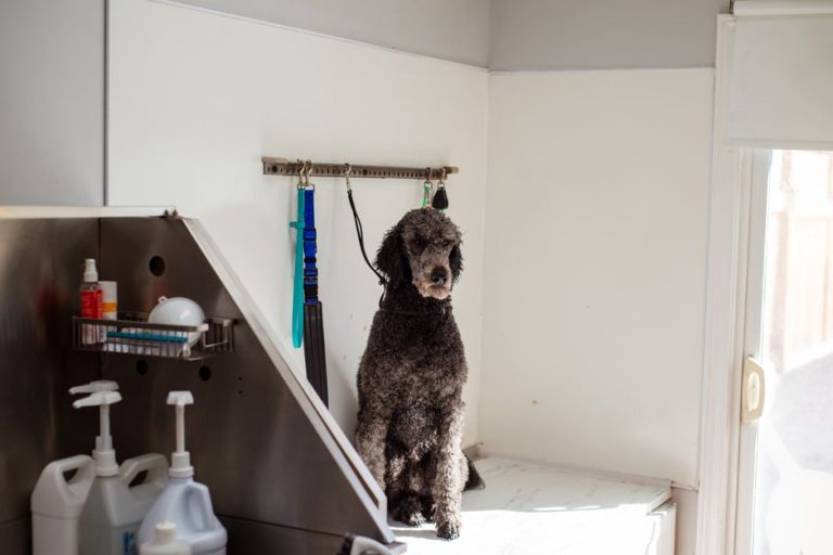 Dog Grooming Tip Percentage and Daily Nutrition: The Numbers You Actually Need