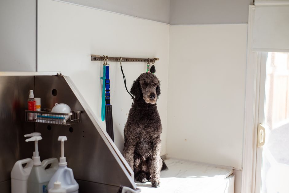 Dog Grooming Tip Percentage and Daily Nutrition: The Numbers You Actually Need