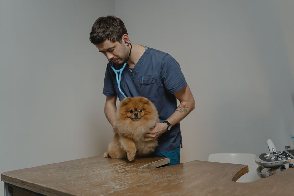 Dog Medical Advice on Reddit: Great Community, Terrible Diagnosis Tool