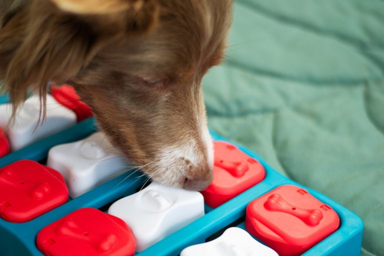 Dog Nutrition Calculator Guide: From Healthy Pups to Arthritis & Cushing’s
