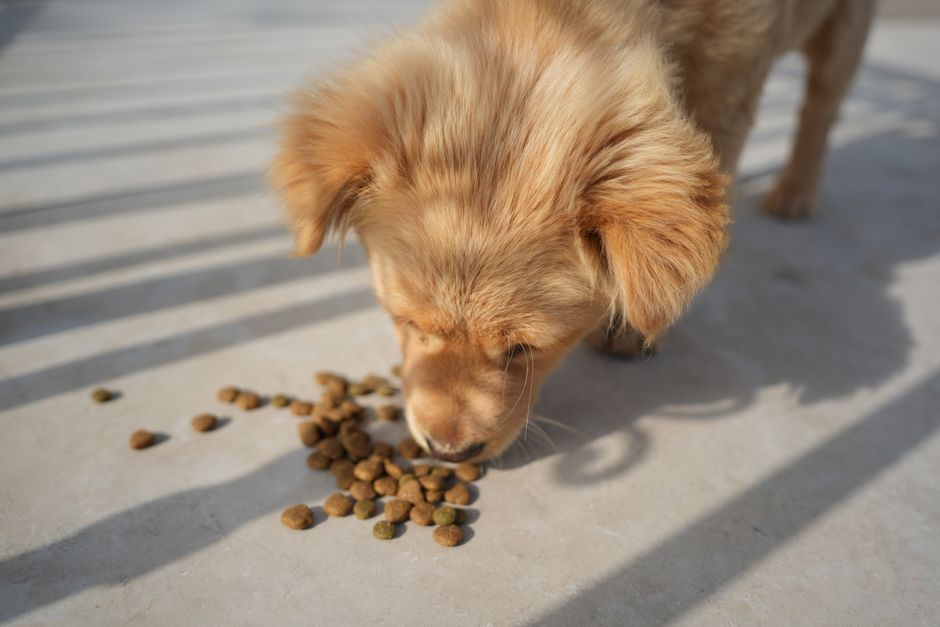 Dog Nutrition Requirements: Why That Feeding Chart Is Wrong for Your Dog