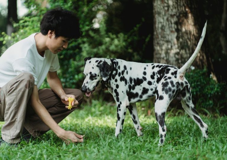 Dog Obedience Training in Singapore: Your Guide to a Well-Mannered Pup at Home