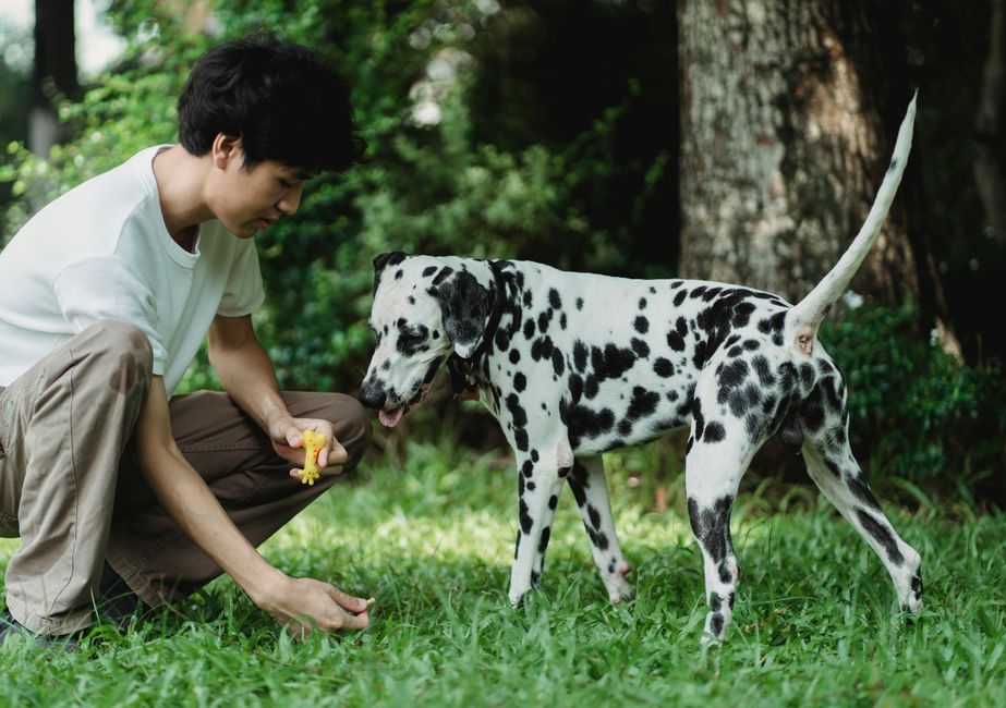 Dog Obedience Training in Singapore: Your Guide to a Well-Mannered Pup at Home