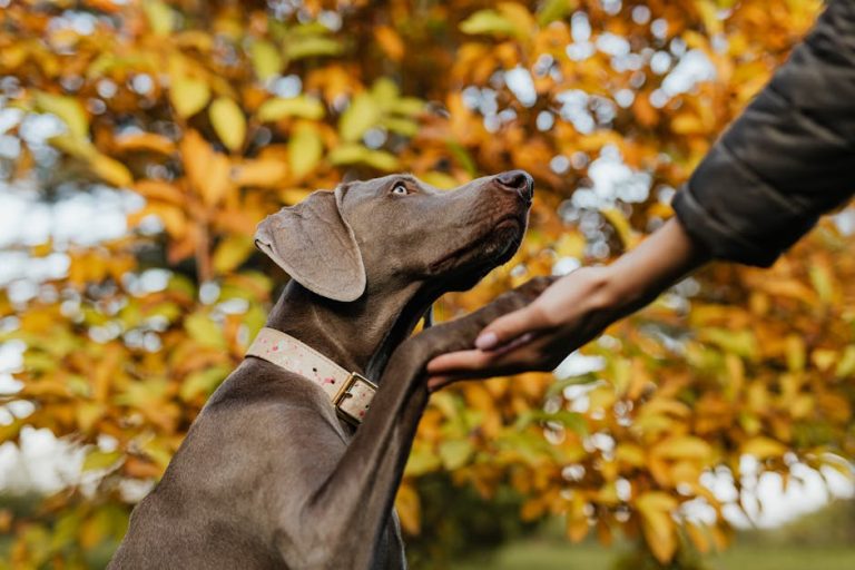 Dog Training Tips for Older Dogs: Yes, Senior Pups Can Learn New Tricks