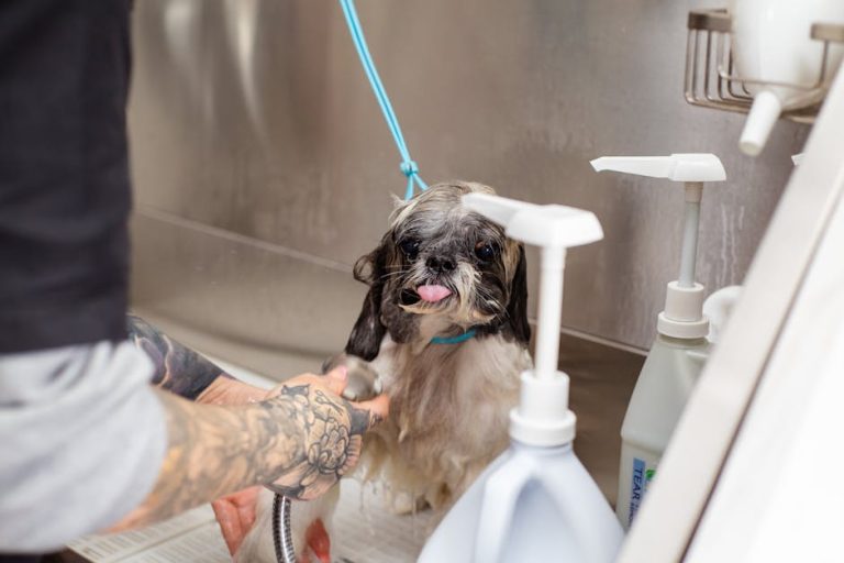 Essential Pet Care Basics Every Dog Owner Must Master in 2026