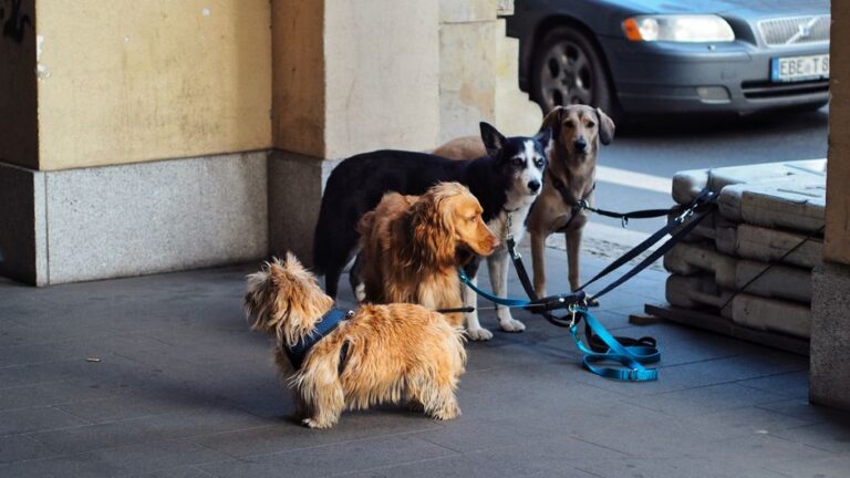 Free Dog Advice Helpline: What’s Real, What’s a Gimmick, What to Save Now