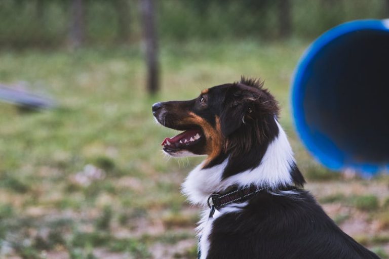 Free Dog Training Tips for Beginners That Actually Work in 2026