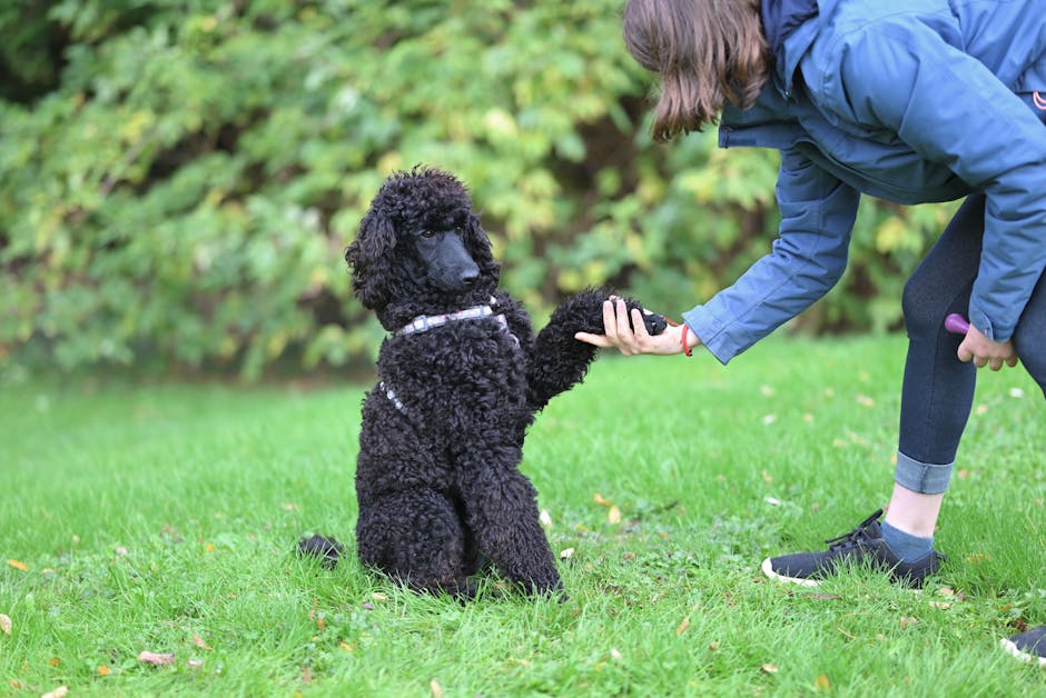 From HDB Hallways to Dog Parks: Your Complete Singapore Training Guide