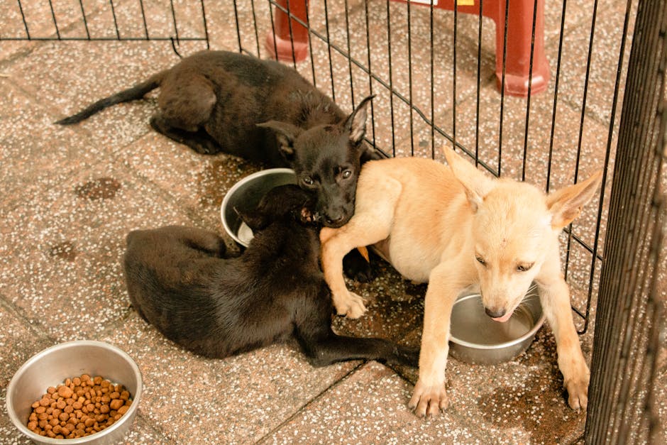 How to Choose the Best Puppy Food for Sensitive Stomachs in 2026