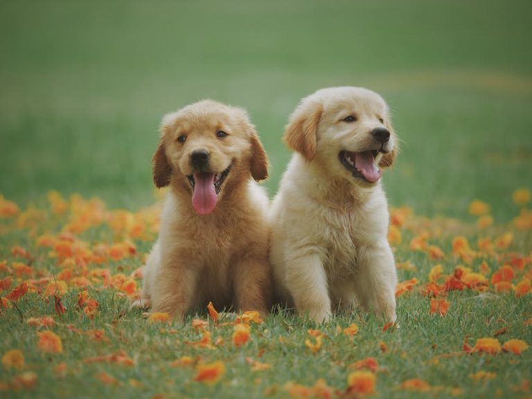 How to Choose the Best Puppy Food for Your Golden Retriever’s Needs