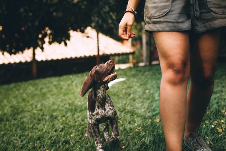 How to Correct a Puppy’s Behavior: From Chaos to Well-Mannered Companion