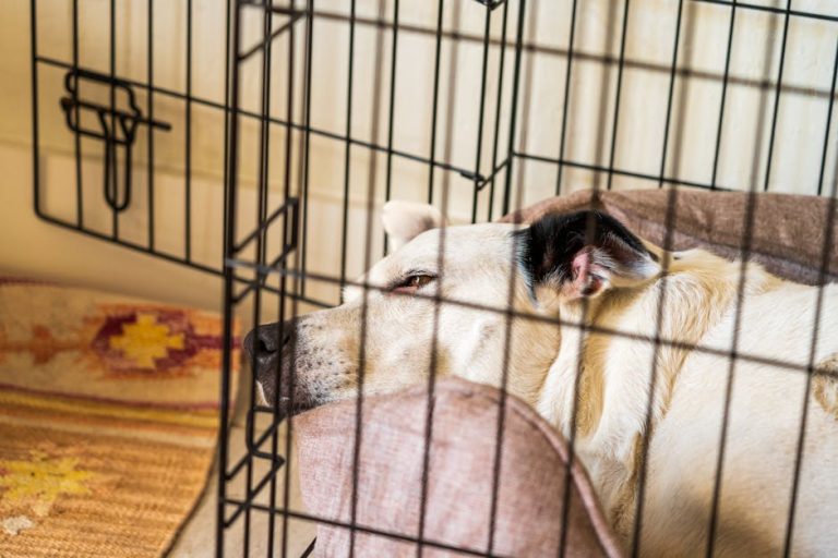 How to Crate Train a Rescue Dog with Separation Anxiety (Without Force)