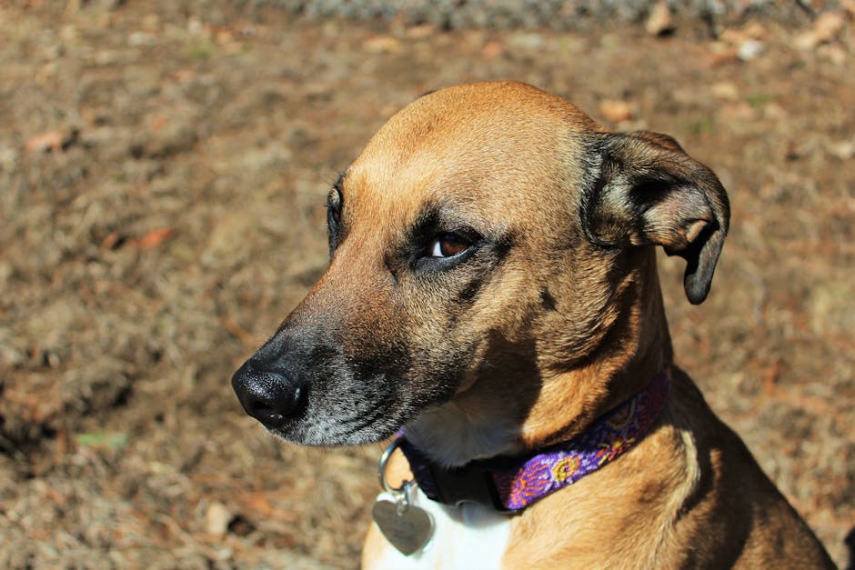 How to Crate Train Your Anxious Rescue Dog Without the Panic and Tears