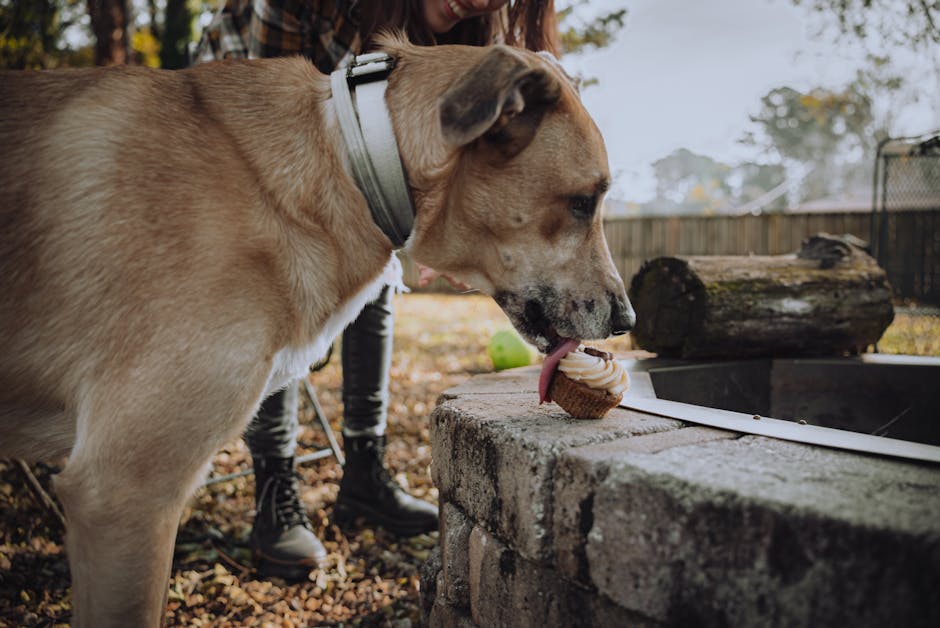How to Feed Your Dog Excellent Nutrition Without Breaking the Bank