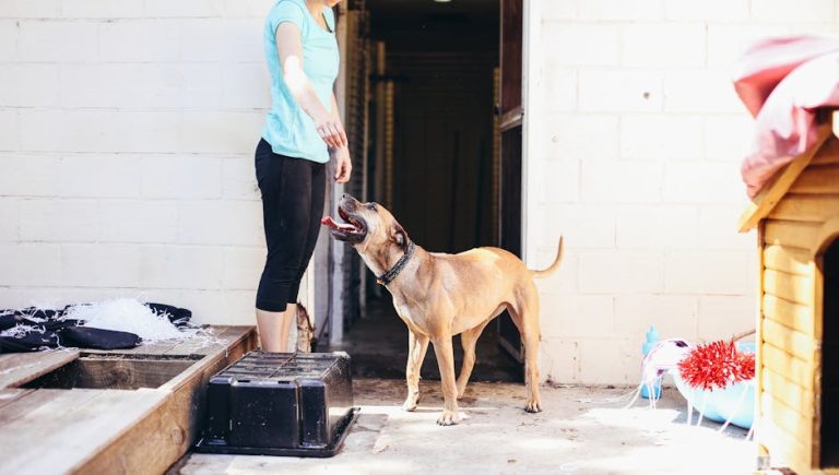 How to Find the Perfect Puppy Trainer in Your Area (Without the Overwhelm)