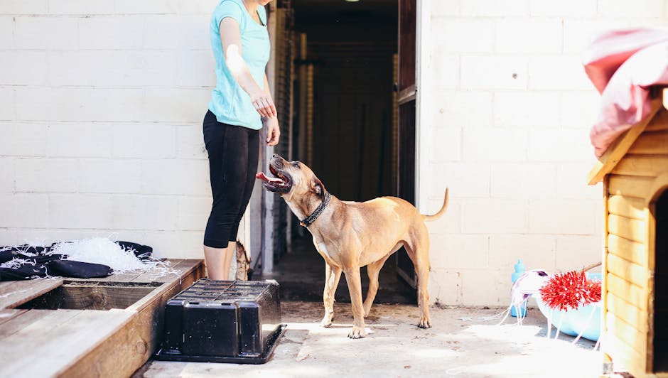 How to Find the Perfect Puppy Trainer in Your Area (Without the Overwhelm)