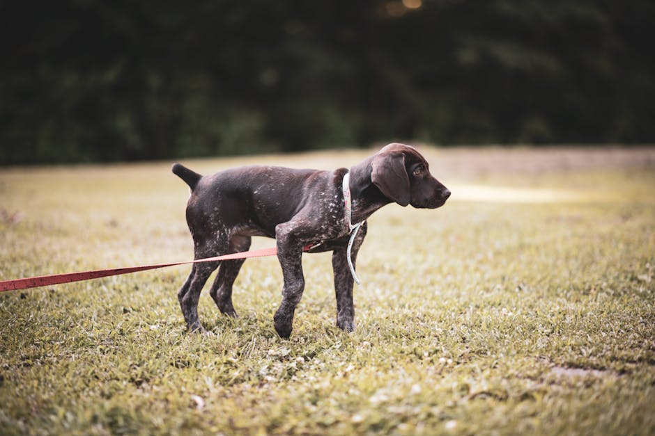 How to Find the Right Puppy Behavior Training Near You in 2026