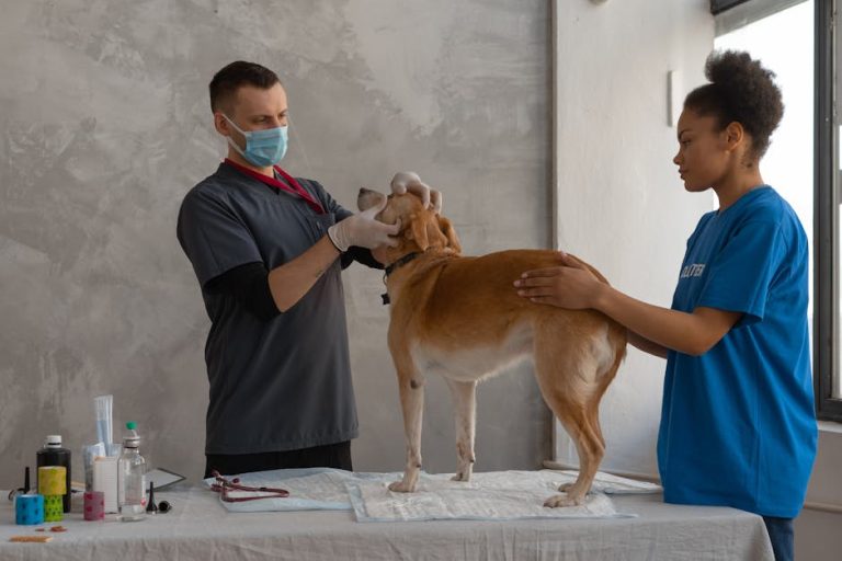 How to Spot Dog Health Problems Early and Take Action Like a Pro