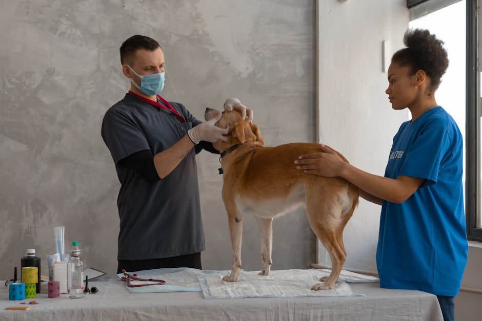 How to Spot Dog Health Problems Early and Take Action Like a Pro