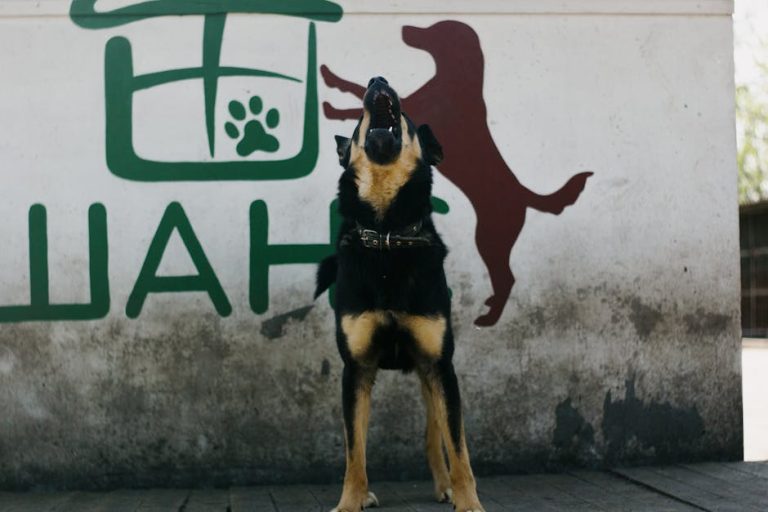 How to Stop Dog Barking in Seconds: The Complete Guide for 2026