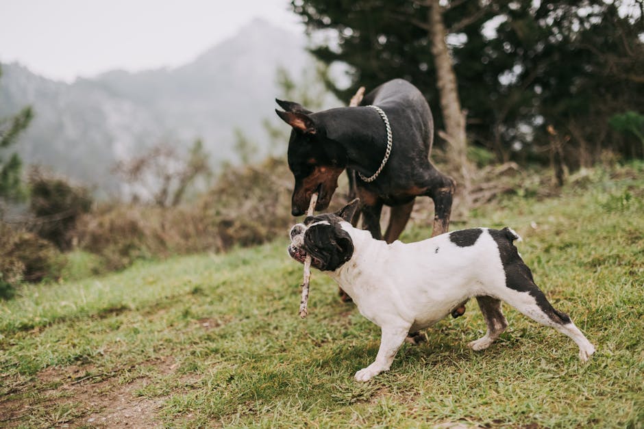 How to Stop Excessive Dog Barking: A Science-Backed Training Guide