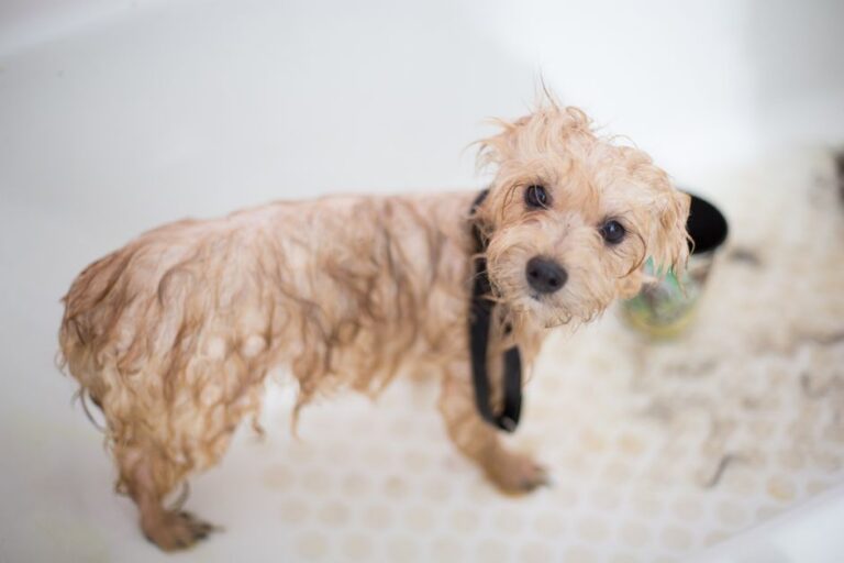 How to Take Care of a Dog: The Paragraph Answer Plus What Actually Matters