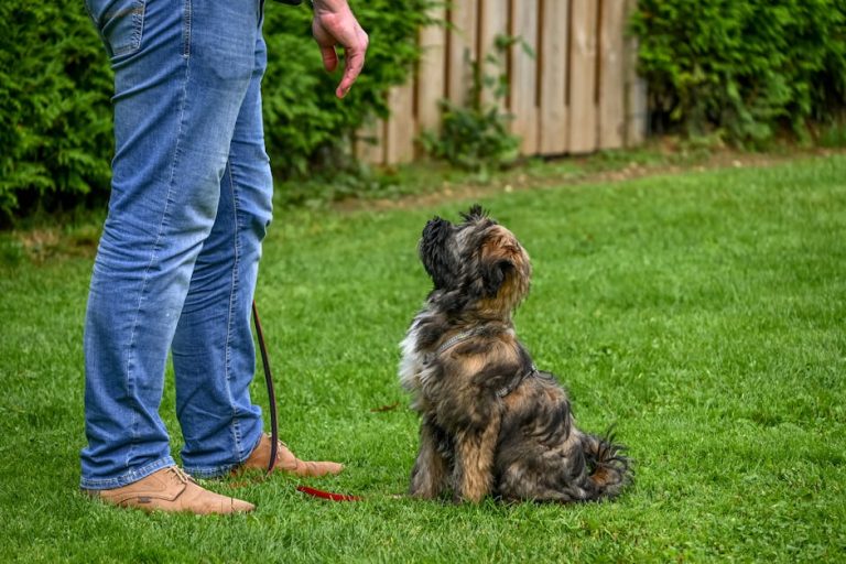 How to Train a Dog for Toilet Success in 4-6 Months (Even Stubborn Pups)