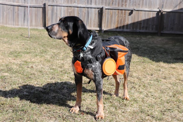 How to Train a Rescue Dog to Poop Outside (Even with Unknown History)