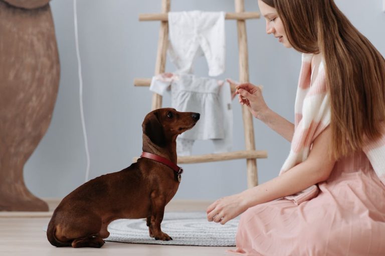 How to Train Your Dog at Home Without Expensive Classes or Trainers