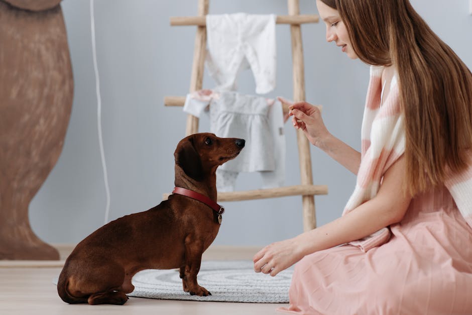 How to Train Your Dog at Home Without Expensive Classes or Trainers