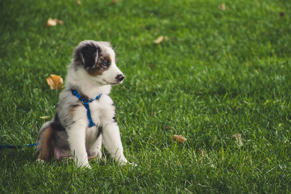 How to Train Your Puppy to Pee Outside in Just 4-6 Weeks (2026 Method)