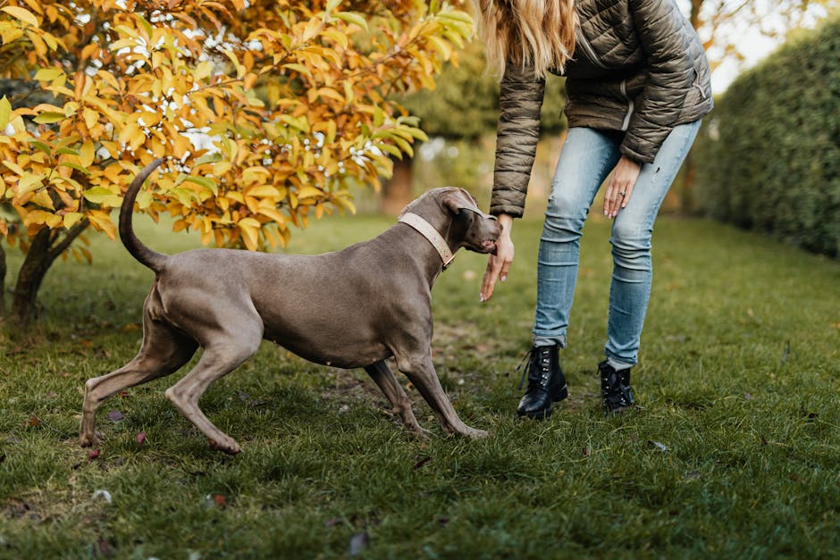 How to Train Your Rescue Dog to Pee Outside (Even the Challenging Cases)