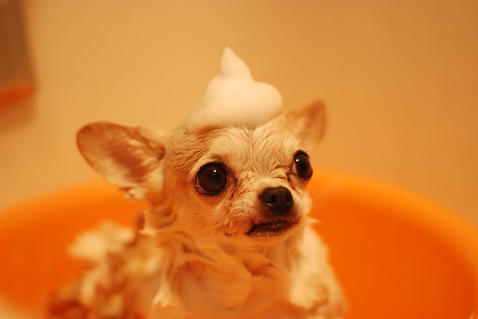 Master Professional Dog Grooming at Home: Step-by-Step Techniques