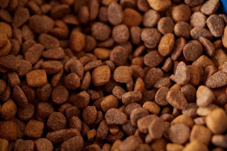 Nutrition for Dogs PDF: What a Real Guide Covers (and Skips)