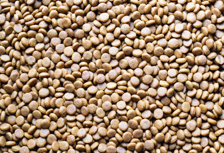 Nutrition for Dogs with Liver Disease: A Complete Recovery Guide