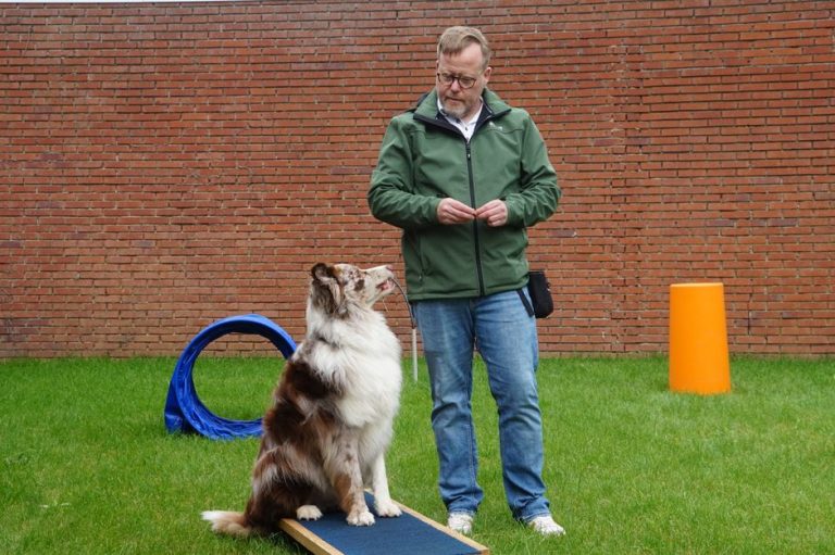 PetSmart Dog Training: Is It Worth It for Puppies and Rescue Dogs?