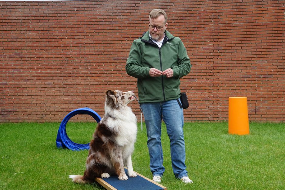 PetSmart Dog Training: Is It Worth It for Puppies and Rescue Dogs?