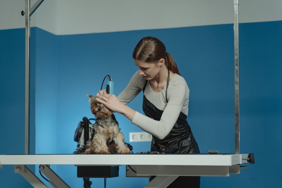Professional Dog Grooming Techniques: The Groomer Playbook for Calmer Sessions