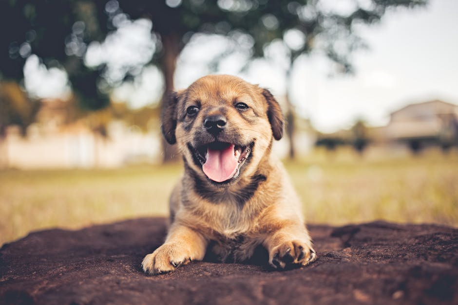 Puppy Behavior Training Costs in 2026: From $150 Group Classes to $3,500 Programs