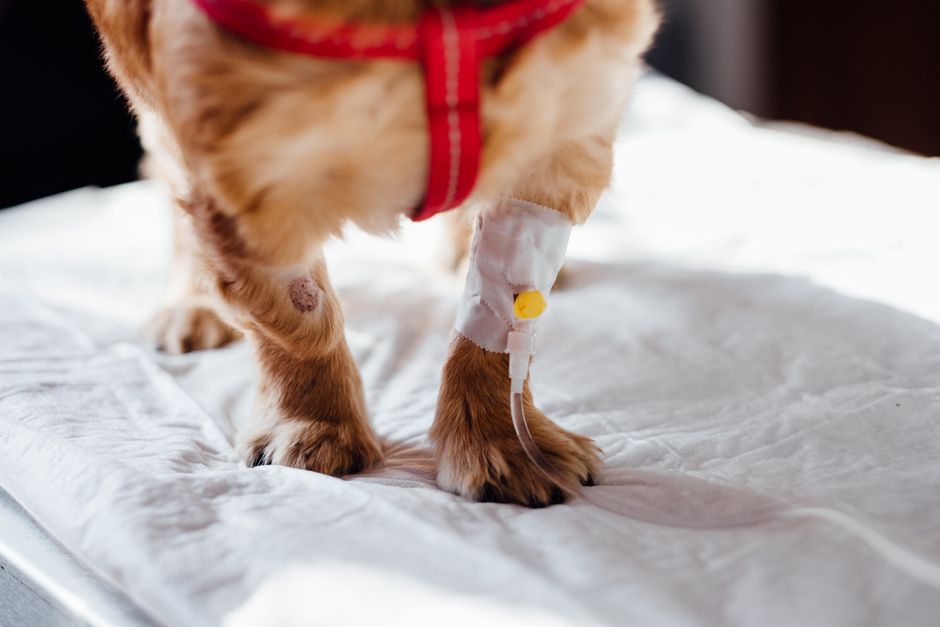 Signs Your Dog Is Dying: Physical and Behavioral Clues You Shouldn’t Ignore