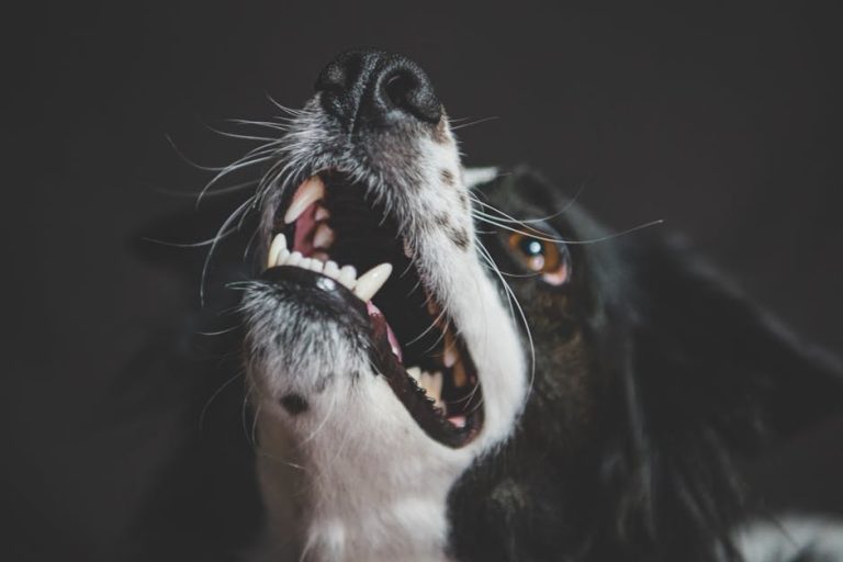 Stop Dog Barking Fast: Video Training, Sound Tricks & Diet Secrets