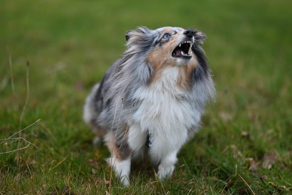 Stop Your Dog’s Nuisance Barking: Vet-Approved Methods That Actually Work